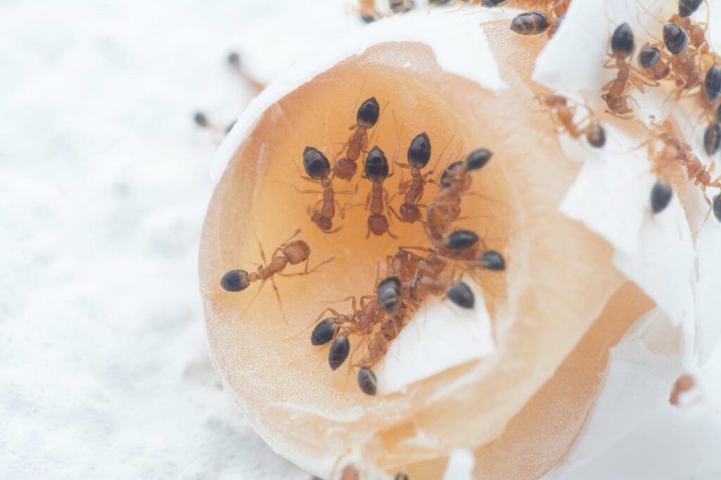 Can carpenter ants destroy wooden furniture Exterminator Brantford