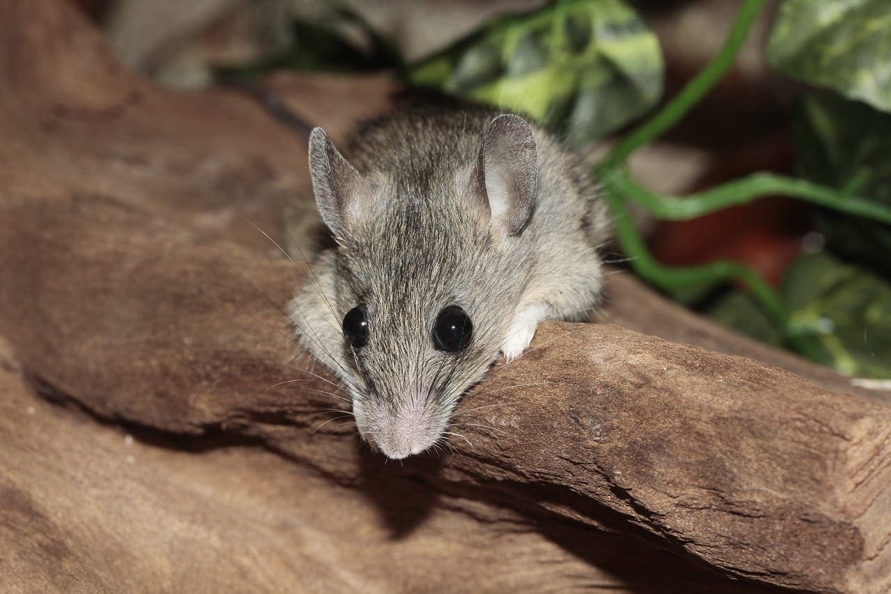 Can house mice have rabies? Exterminator Brantford