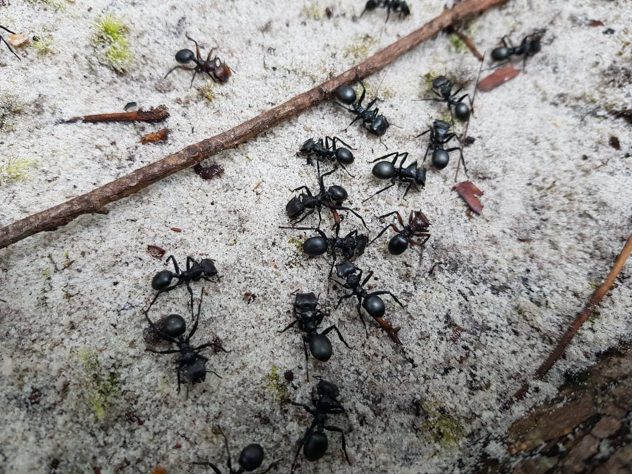 Can carpenter ants destroy wooden furniture Exterminator Brantford