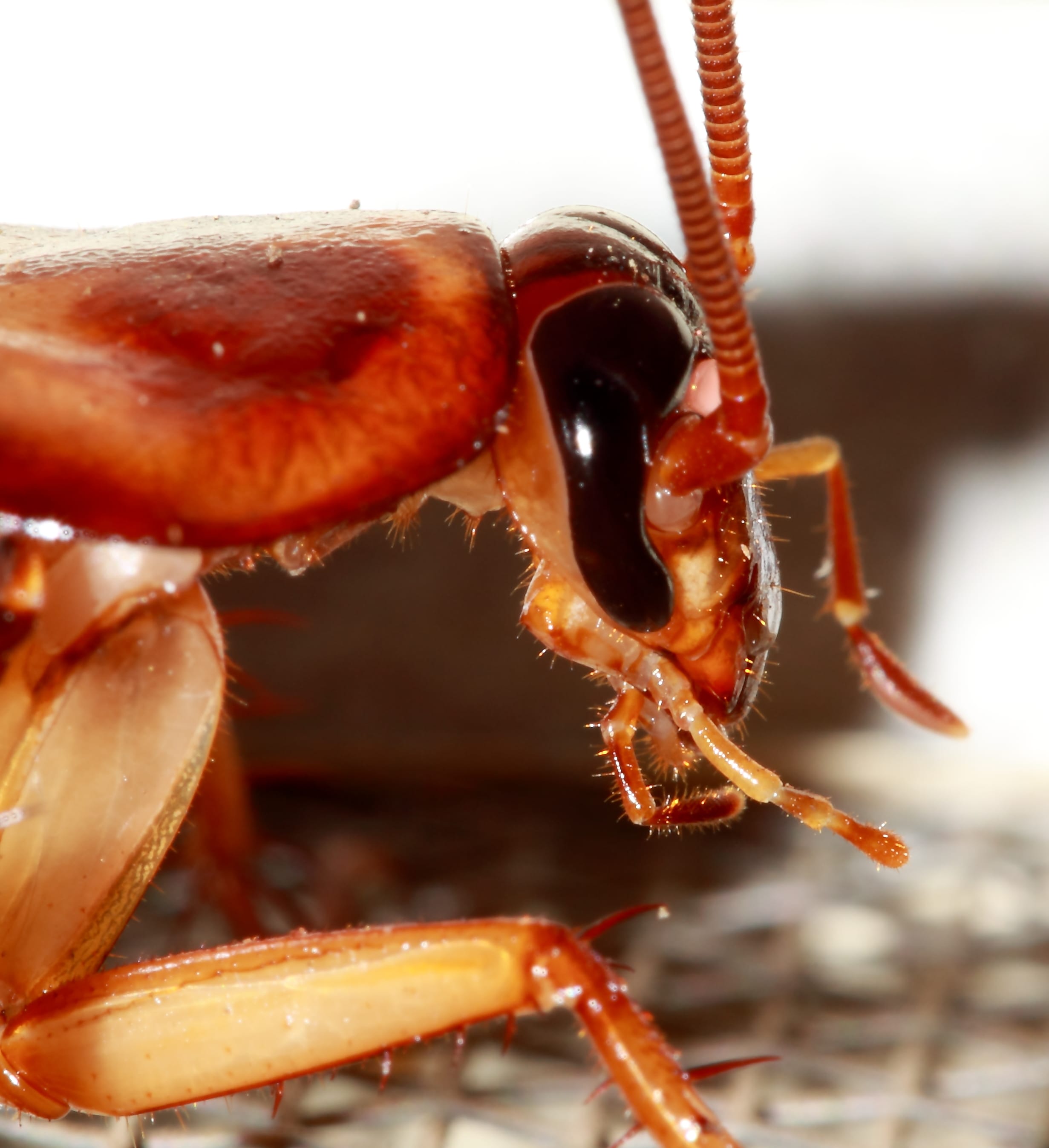 Cockroach Exterminator Brantford