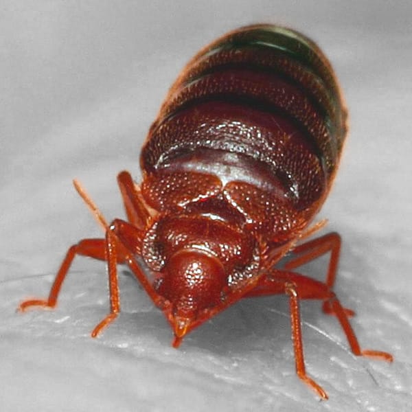 Bed Bug Exterminator Brantford
