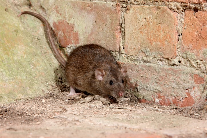 Are Rat Droppings Dangerous?