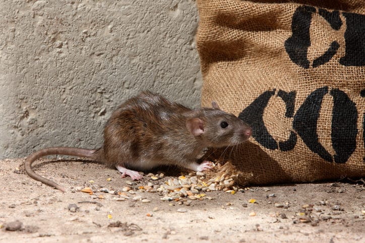 Can mice make a nest in the attic?