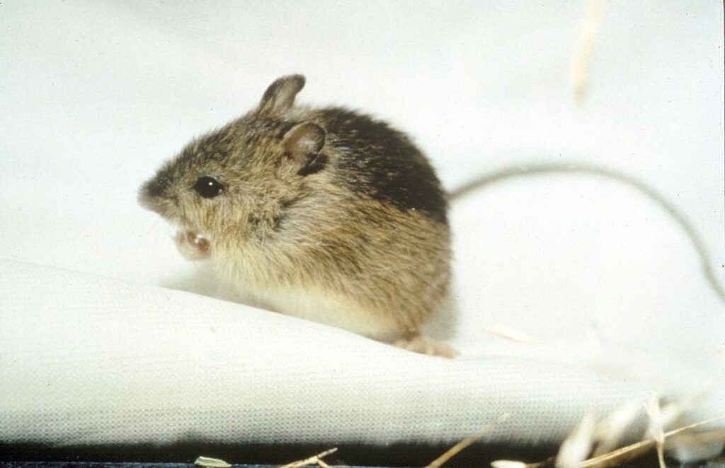 Can rats and mice cohabit peacefully?