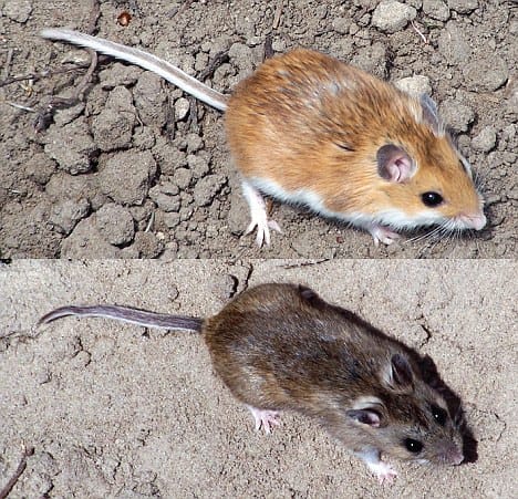 Difference Between Deer Mice And House Mice